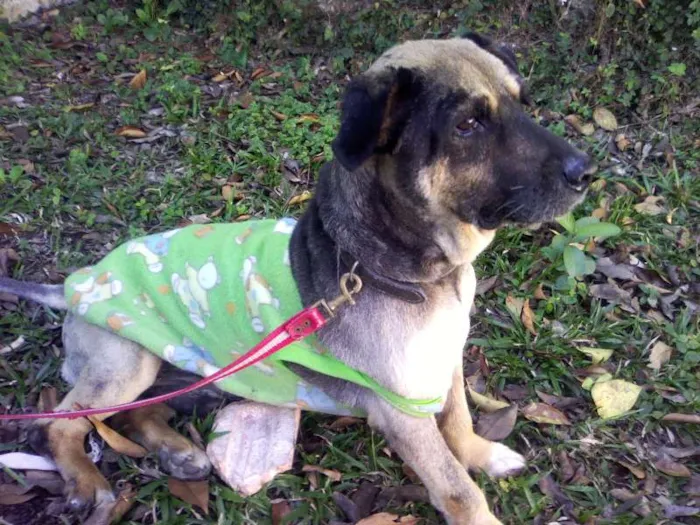 Cachorro ra a SRD idade  nome Boris