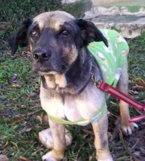 Cachorro raça SRD idade  nome Boris
