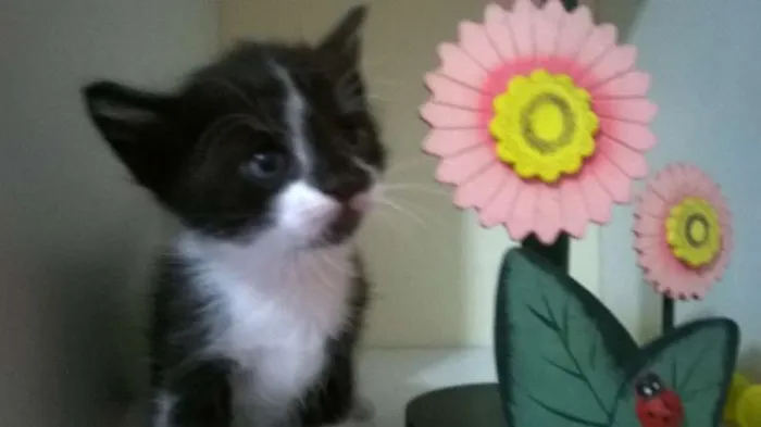 Gato ra a SRD idade Abaixo de 2 meses nome Frajolas