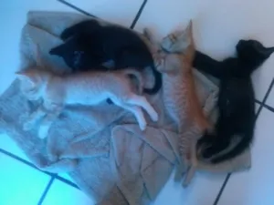 Gato raça comum idade 2 a 6 meses nome pérola,pantera,tigr