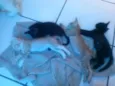 pérola,pantera,tigr
