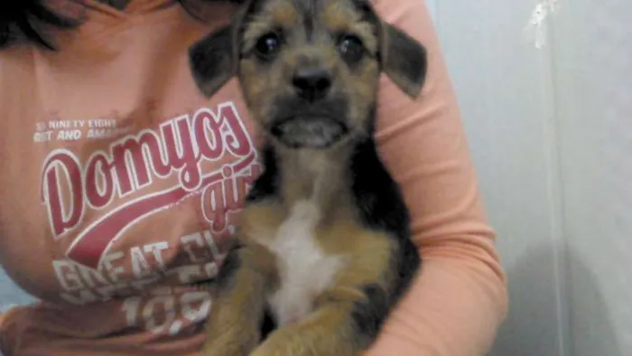 Cachorro ra a SRD idade 2 a 6 meses nome Sem nome