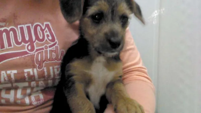 Cachorro ra a SRD idade 2 a 6 meses nome Sem nome