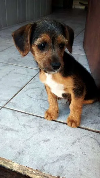 Cachorro ra a SRD idade 2 a 6 meses nome Sem nome