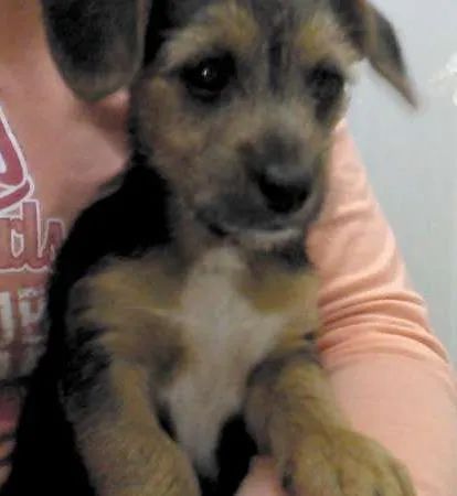 Cachorro ra a SRD idade 2 a 6 meses nome Sem nome