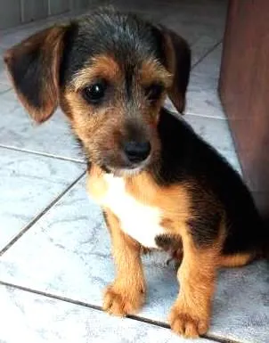 Cachorro ra a SRD idade 2 a 6 meses nome Sem nome