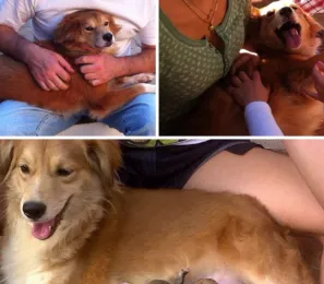Cachorro raça SRD idade 5 anos nome Faísca