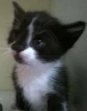 Gato raça SRD idade Abaixo de 2 meses nome Frajolas