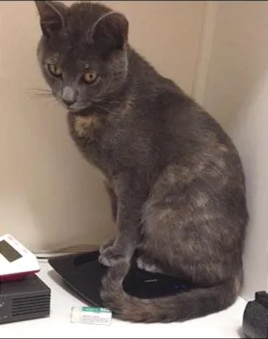 Gato raça Vira lata idade 7 a 11 meses nome Penélope