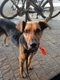 Cachorro ra a SRD idade 2 anos nome Calvin