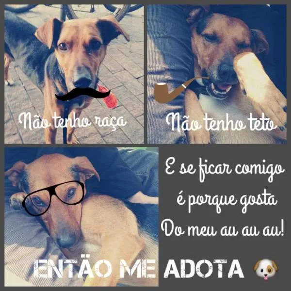 Cachorro ra a SRD idade 2 anos nome Calvin