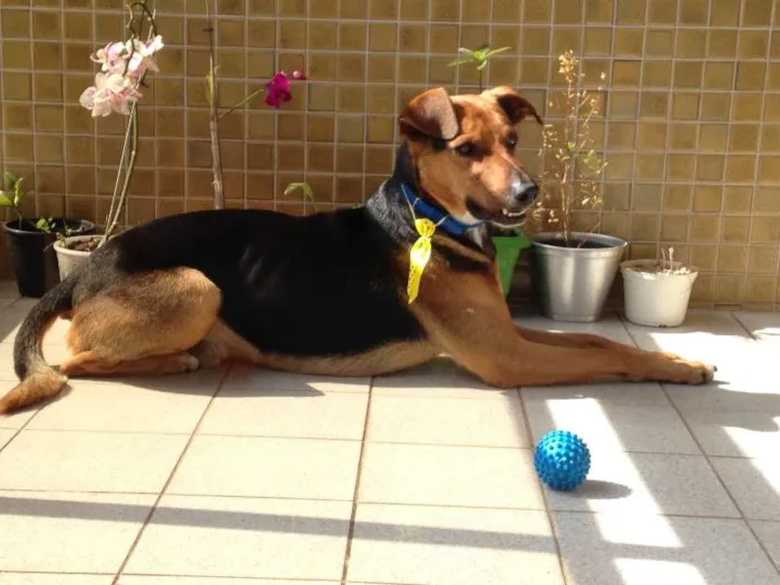 Cachorro ra a SRD idade 2 anos nome Calvin