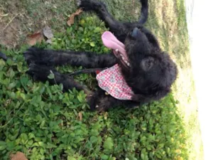 Cachorro raça SRD idade 2 anos nome Brigadeiro