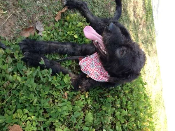 Cachorro ra a SRD idade 2 anos nome Brigadeiro