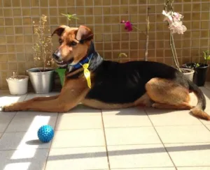 Cachorro raça SRD idade 2 anos nome Calvin