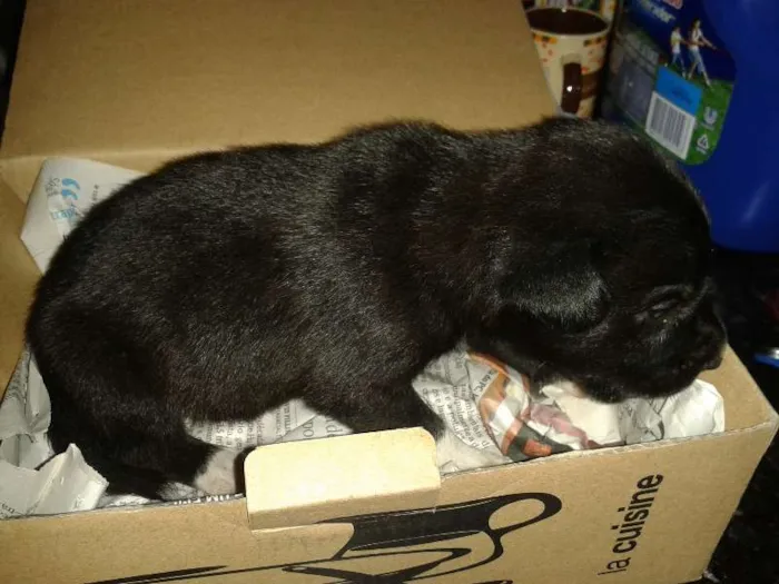 Cachorro raça SRD idade Abaixo de 2 meses nome Spike