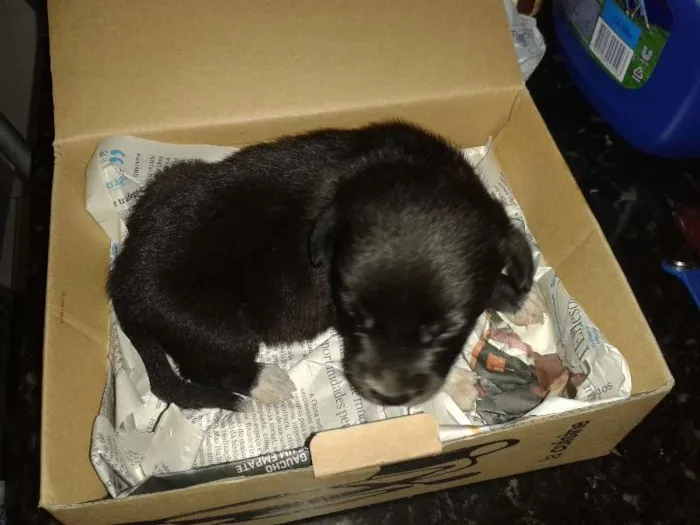 Cachorro raça SRD idade Abaixo de 2 meses nome Spike