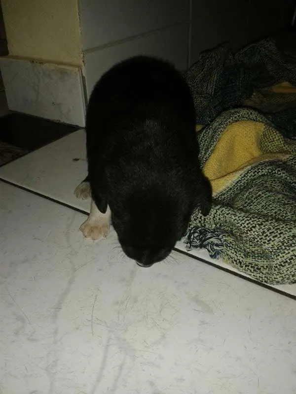 Cachorro raça SRD idade Abaixo de 2 meses nome Spike