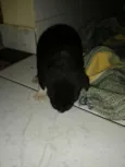 Spike