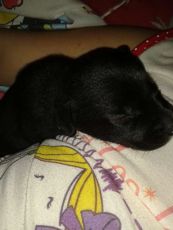 Cachorro raça SRD idade Abaixo de 2 meses nome Spike