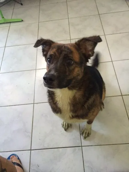 Cachorro ra a SRD idade 7 a 11 meses nome Yukio