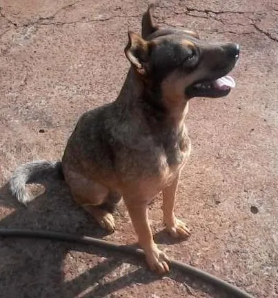 Cachorro ra a mestiça Red Heeler idade 2 anos nome Bianca (Bia)