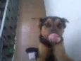 FIFI