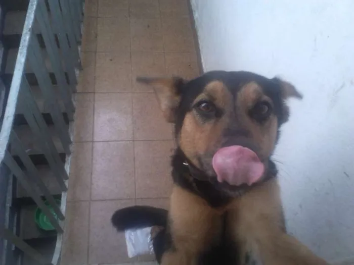 Cachorro ra a MISTA idade 1 ano nome FIFI