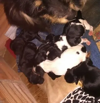 Cachorro ra a Vira latas idade 2 a 6 meses nome Sem nomes