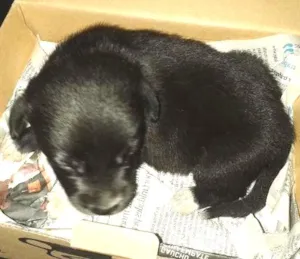 Cachorro raça SRD idade Abaixo de 2 meses nome Spike