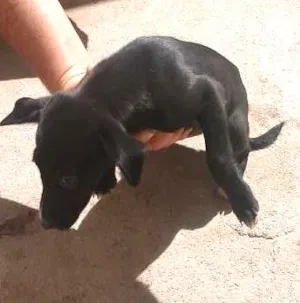 Cachorro raça peduro idade Abaixo de 2 meses nome pretinha