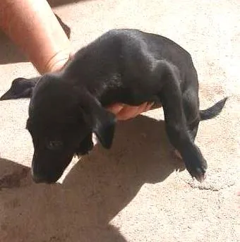 Cachorro ra a peduro idade Abaixo de 2 meses nome pretinha