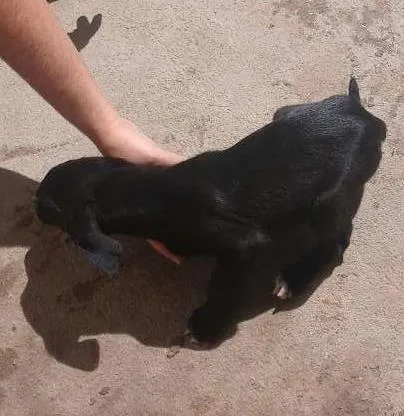 Cachorro ra a peduro idade Abaixo de 2 meses nome pretinha