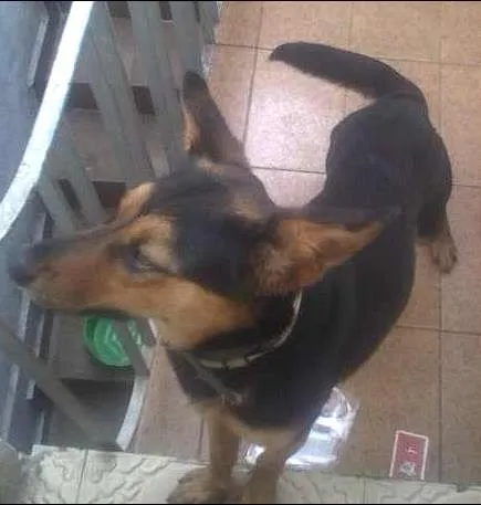 Cachorro ra a MISTA idade 1 ano nome FIFI
