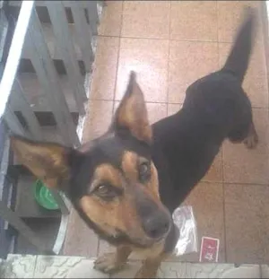 Cachorro raça MISTA idade 1 ano nome FIFI