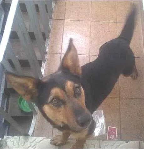Cachorro ra a MISTA idade 1 ano nome FIFI