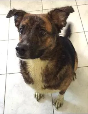 Cachorro raça SRD idade 7 a 11 meses nome Yukio