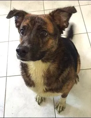 Cachorro ra a SRD idade 7 a 11 meses nome Yukio