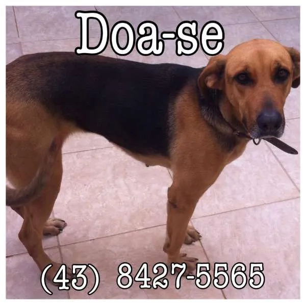 Cachorro ra a  idade 3 anos nome Pity