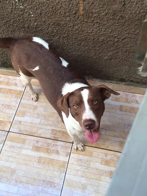 Cachorro ra a Vira lata idade 1 ano nome Zoey