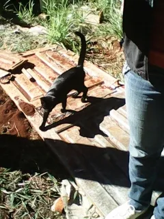 Gato ra a  idade 2 a 6 meses nome Corvinha