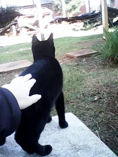 Gato ra a  idade 2 a 6 meses nome Corvinha
