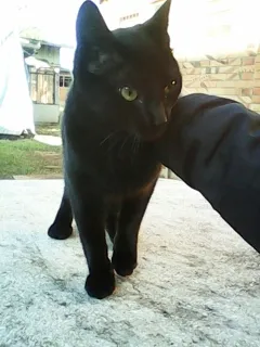 Gato ra a  idade 2 a 6 meses nome Corvinha