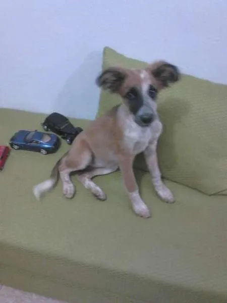 Cachorro raça SRD idade 7 a 11 meses nome lola