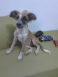 lola