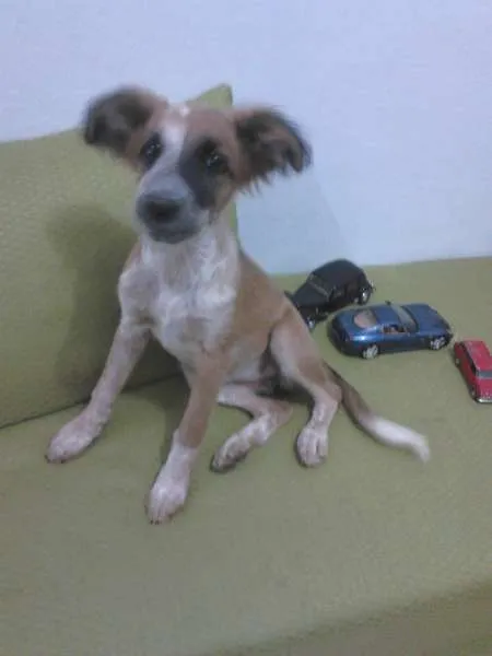 Cachorro raça SRD idade 7 a 11 meses nome lola