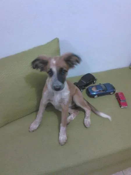 Cachorro raça SRD idade 7 a 11 meses nome lola