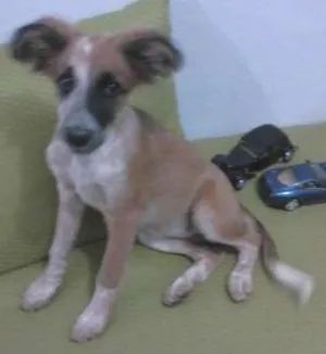 Cachorro raça SRD idade 7 a 11 meses nome lola