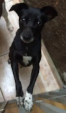 Cachorro ra a Vira lata idade 1 ano nome Preta