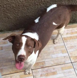 Cachorro raça Vira lata idade 1 ano nome Zoey